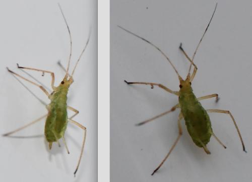 Réf. 296 905 : Macrosiphum sp.